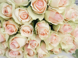 Close up of white roses natural floral background copy space