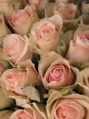 Close up of white roses natural floral background copy space
