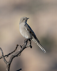 Townsend's Solitaire