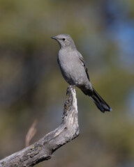 Townsend's Solitaire