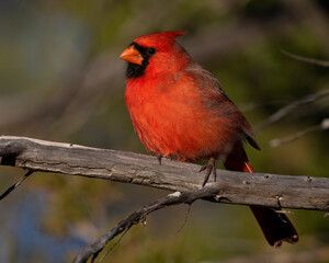 Male Northern Cardinal on a perch