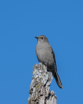 Townsend's Solitaire