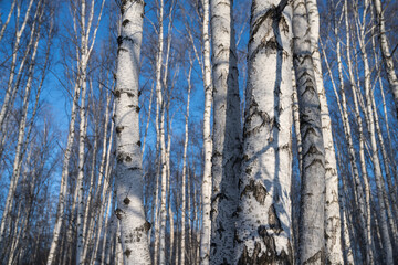 White-trunked birches in a winter grove against a blue sky.