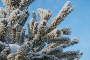 Pine branches in hoarfrost against the blue sky close-up.