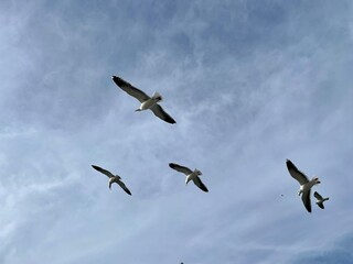 Seagulls flying