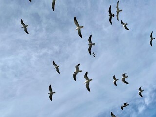 Seagulls flying