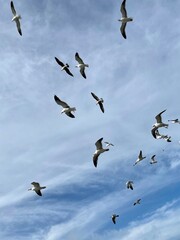 Seagulls flying
