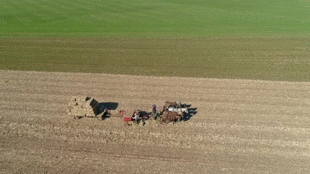 Aerial View of an Amish Man and Woman Harvesting Corn Stalks and Bailing