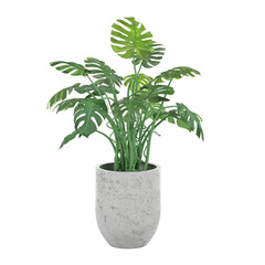 Green plants in white ceramic pots