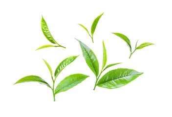 Green tea leaf on transparent png