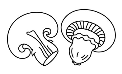 Agaricus or champignons. Edible mushrooms. Vector line. Editable outline stroke.