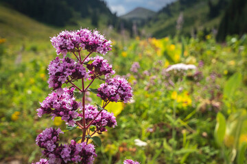Oregano or Origanum vulgare - medicinal wild herb. Plant during flowering in summer nature.