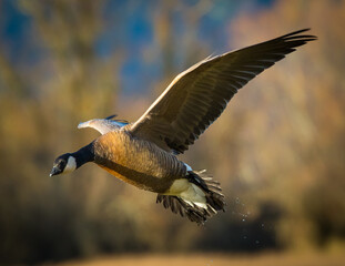 Goose in flight