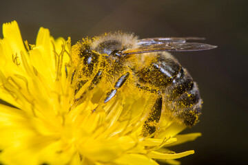 Apis mellifera bee harvesting pollen from a yellow flower on a sunny day