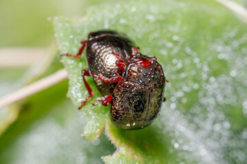 Couple of Chrysolina bankii leaf beetle mating on a green leaf under the sun