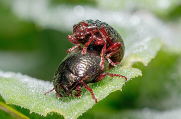 Couple of Chrysolina bankii leaf beetle mating on a green leaf under the sun