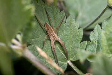 Nursery web spider, Pisaura mirabilis, posed on a green plant on sunny day