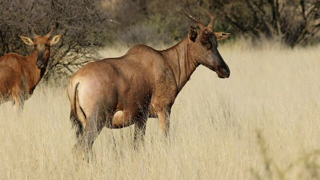 Tsessebe antelopes (Damaliscus lunatus) standing in grassland, Mokala National park, South Africa