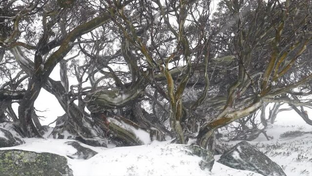 Australia Snow Gum Snowy Tree White out Winter peaceful beautiful Perisher Thredbo Aussie by Taylor Brant Film