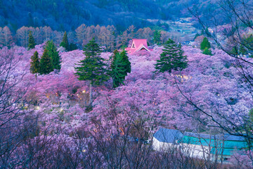 長野県伊那市・高遠城址公園の桜風景