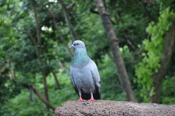 a solo pigeon | a pigeon bird thinking something and she looking at the photographer