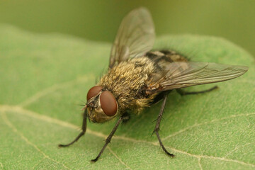 Closeup of a hairy fly , Pollenia species, against a blurred background, sitting on a green leaf in the garden