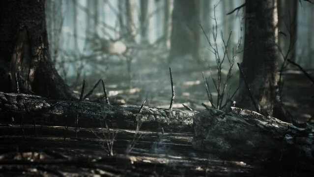 Forest fire and fallen tree is burned to the ground with a lot of smoke