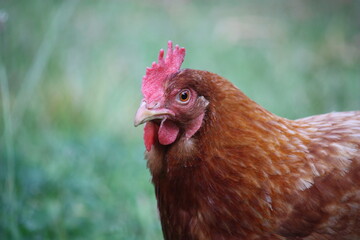 Close up of a chicken