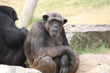 Chimpanzee sitting down on a stone
