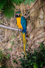 Kiku, a blue and gold macaw in the garden of Casa Rocca Piccola - Valletta, Malta