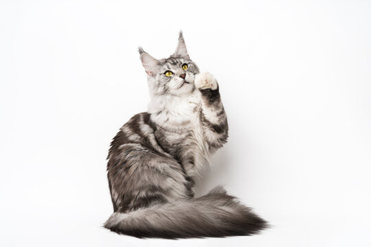 Maine Coon Cat Sitting With One Paw Raised, Looking Up. Part Of Series Photos Of Thoroughbred Kitty Black Silver Classic Tabby And White Color. Studio Shot Kitten With Yellow Eyes On White Background