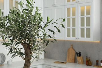 Beautiful olive tree in stylish kitchen. Interior design