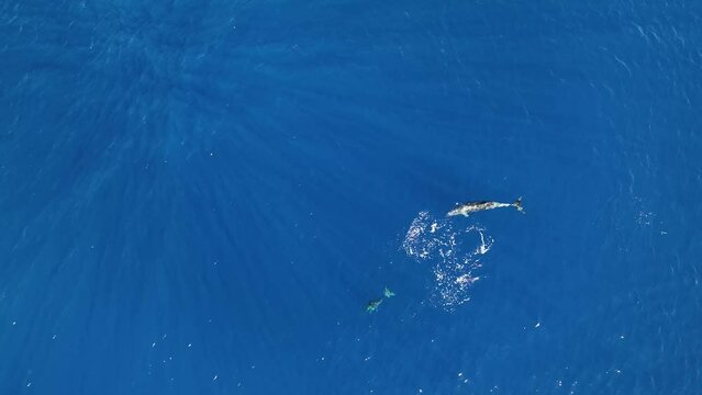 Overhead View Of Mom and Baby Dolphin Taking A Short Breath Before Diving Below The Ocean's Surface.
