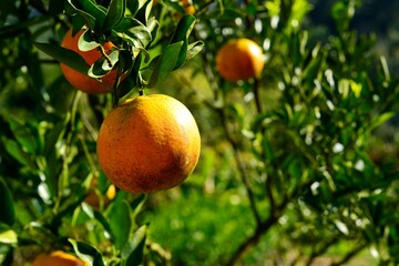 Fresh organic orange in the northern of Thailand garden