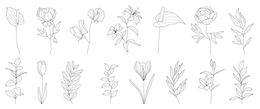 Set of hand drawn botanical flowers line art vector. Collection of black white contour drawing of rose, lily, anthurium flower. Design illustration for print, logo, cosmetic, poster, card, branding.