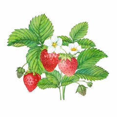 Strawberry plant with red berries, watercolor painting. Design for groceries, farm products, tea, natural cosmetics. Summer garden design element.