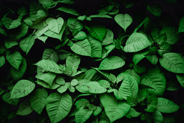 green leaves background