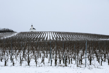 Winter in the vineyard near Tarcal (Tokaj region)