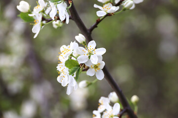 Cherry blossom in spring garden. White flowers and young green leaves on a branch