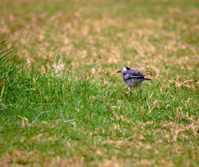 A White Wagtail , a small passerine bird is roaming on a field.