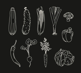 set with vegetables doodle, poster with healthy vegetables, carrot, radish, leek, cucumber, cauliflower, corn, broccoli, zucchini, store advertising banner on a black background with white lines