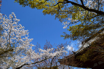 桜と楓と青空のフレーム、日本のお寺の春の風景、サクラと青モミジの背景