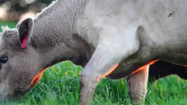 Close up of Stud Beef bulls and cows grazing on grass in a field, in Australia. breeds include speckled park, murray grey, angus, brangus and wagyu.