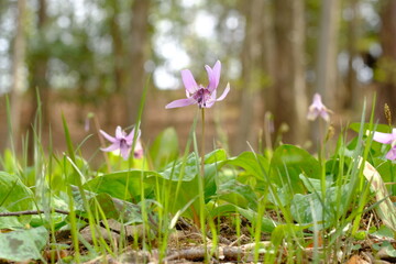 Dogtooth violet in full blooming