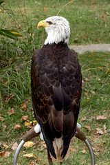 A bald eagle perched on a ring. Haliaeetus leucocephalus