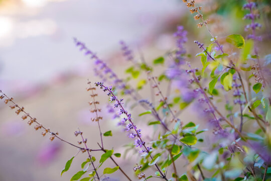 Fresh basil and blossom in the plantation.