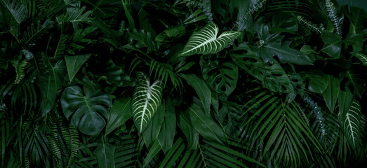 Monstera green leaves or Monstera Deliciosa in dark tones(Monstera, palm, rubber plant, pine, bird’s nest fern), background or green leafy tropical pine forest patterns for creative design elements.