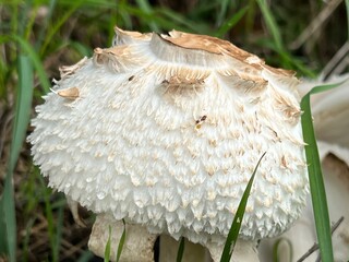 mushroom in the forest