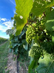 vineyard in the summer