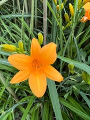 orange tiger lily